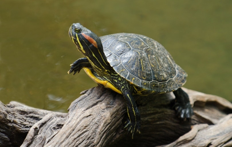 red eared slider on dead branch