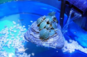 Red-eared slider turtles in aquarium tank with UV light and filter