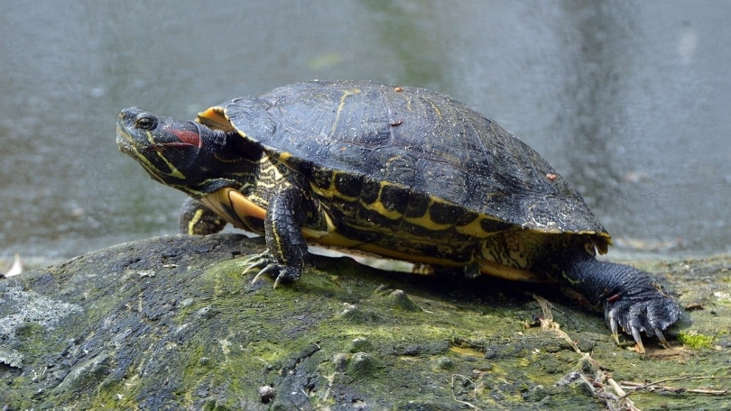 red eared slider