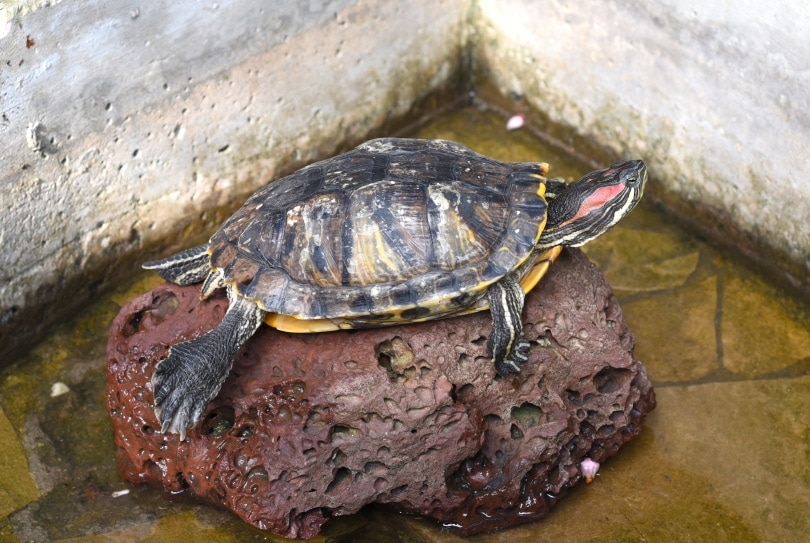 red eared slider