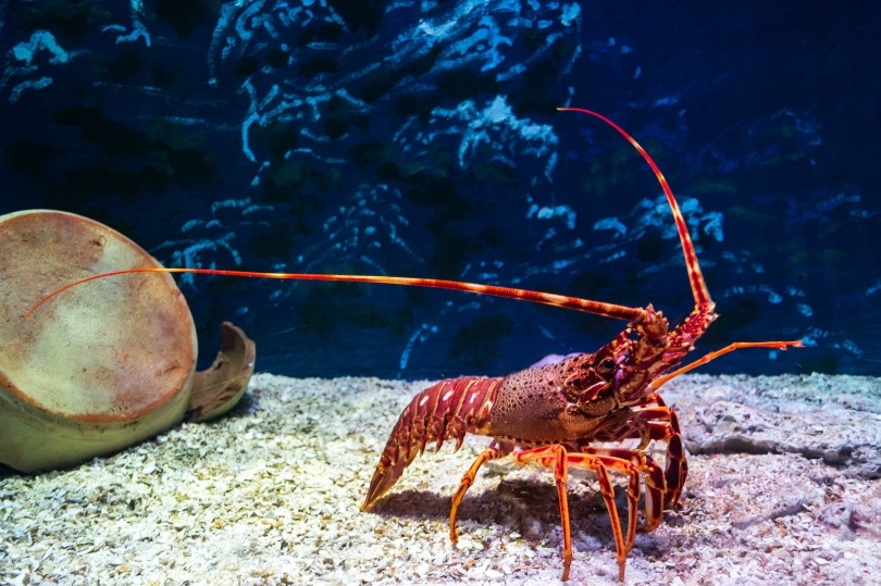 red lobster in aquarium