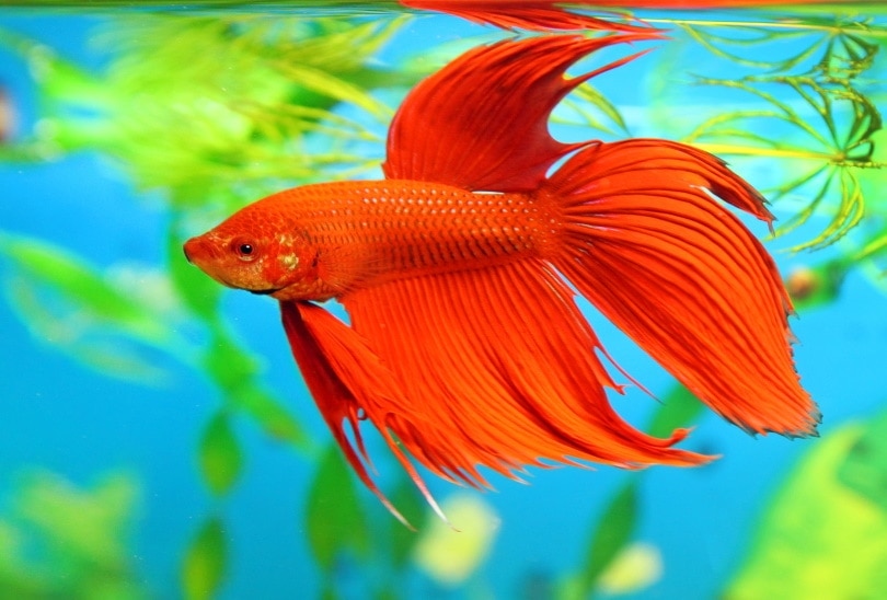 30 Most Beautiful Freshwater Aquarium Fish (With Pictures) | Hepper