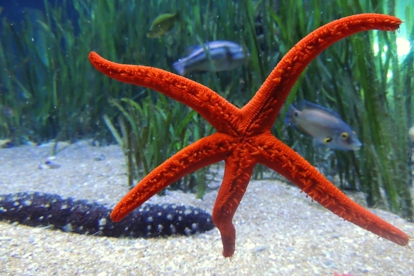 red starfish