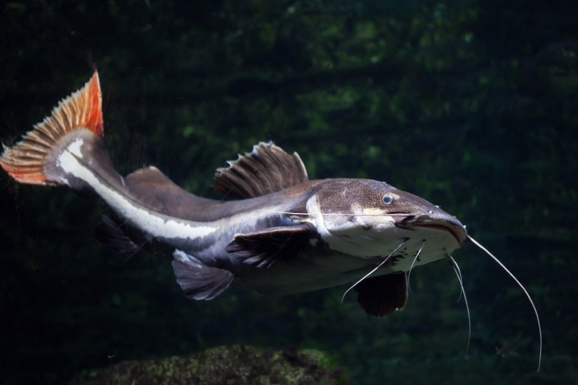 red tailed catfish in fresh water