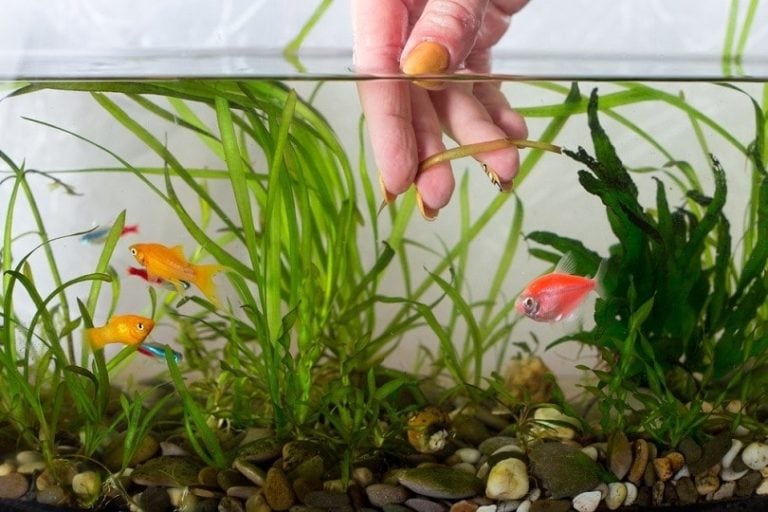 Why Are My Aquarium Plants Turning Brown? 6 Reasons & Solutions Hepper