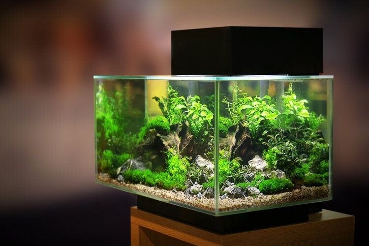 rimless aquarium