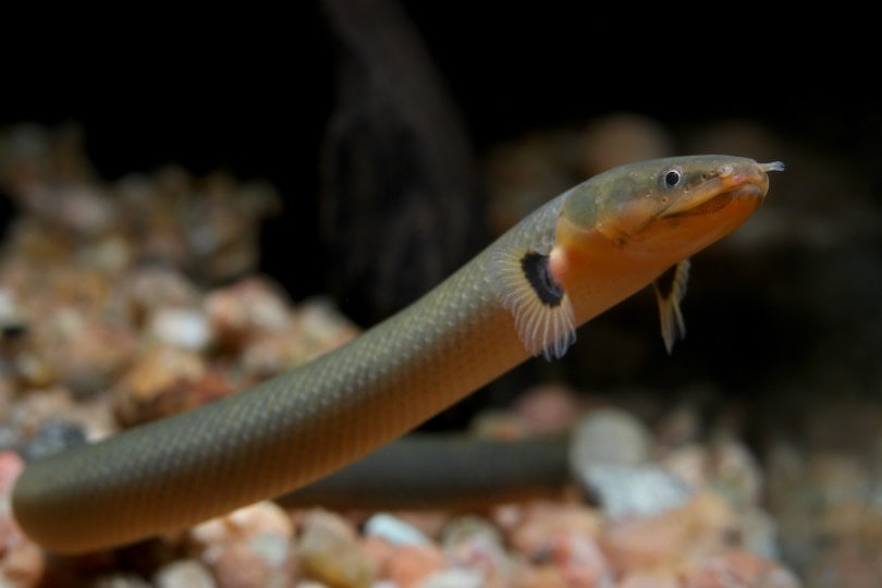 ropefish in aquarium