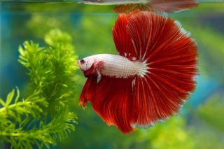 A Rosetail Betta Fish in an Aquarium