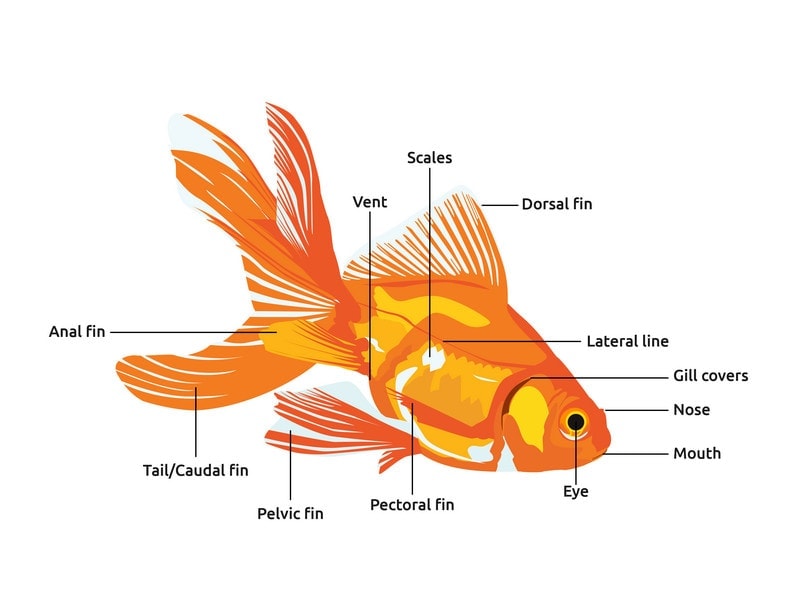 đồ họa giải phẫu cá vàng