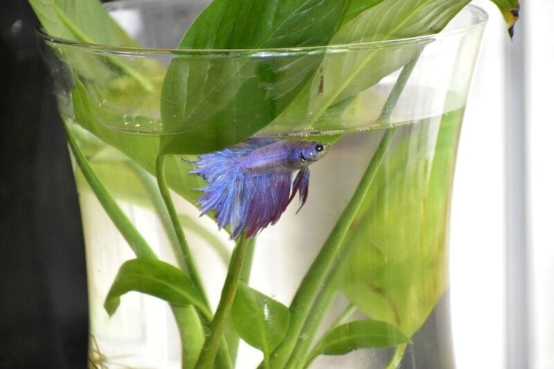 beta in vase with plant blue