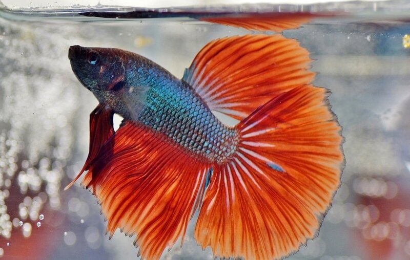 Goldfish flakes best sale for betta fish