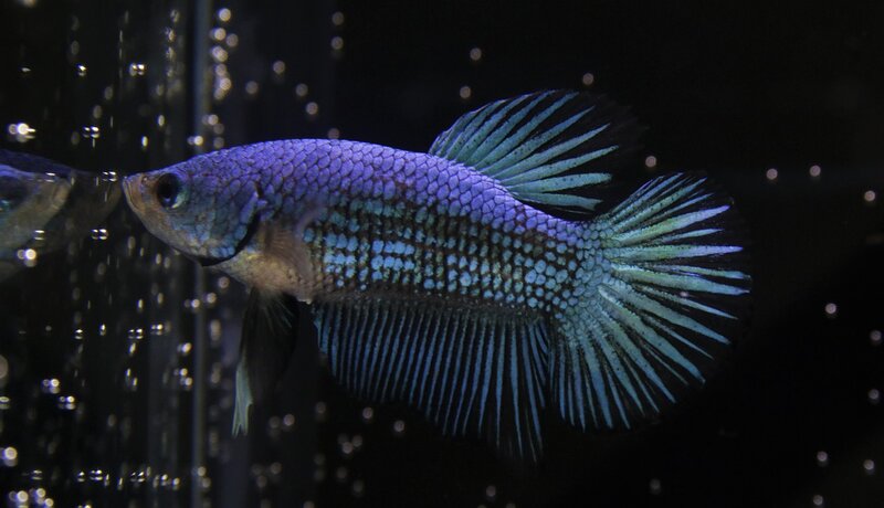 blue betta in dark bowl