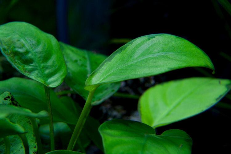 Dwarf Anubias