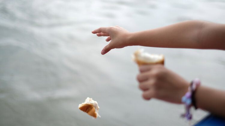childs hand feeding bread to fish