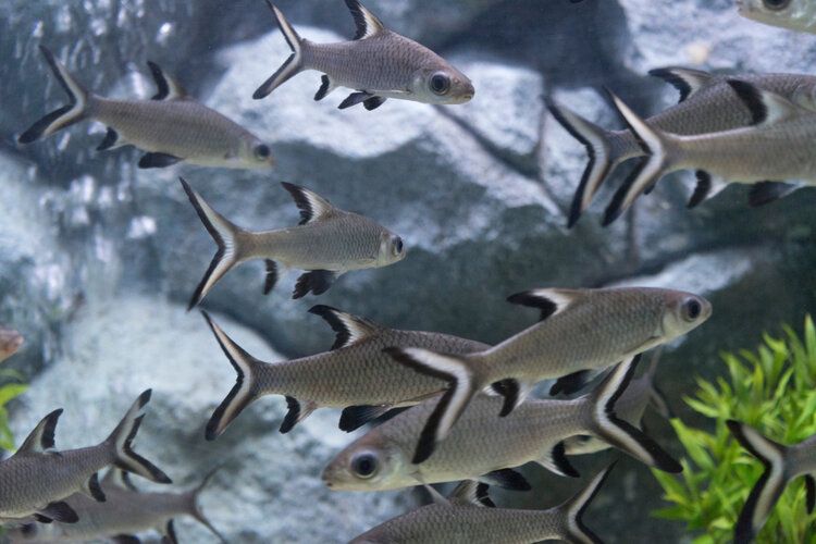 Freshwater Aquarium Sharks Species