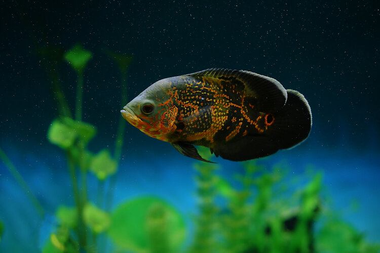 oscar fish in aquarium