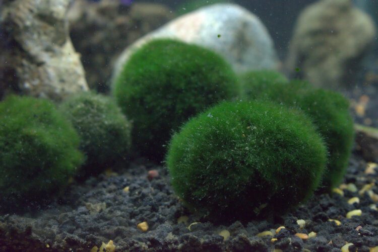 Marimo Moss Balls Plant Care: Water, Light, Nutrients