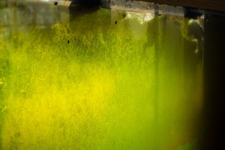 green algae aquarium