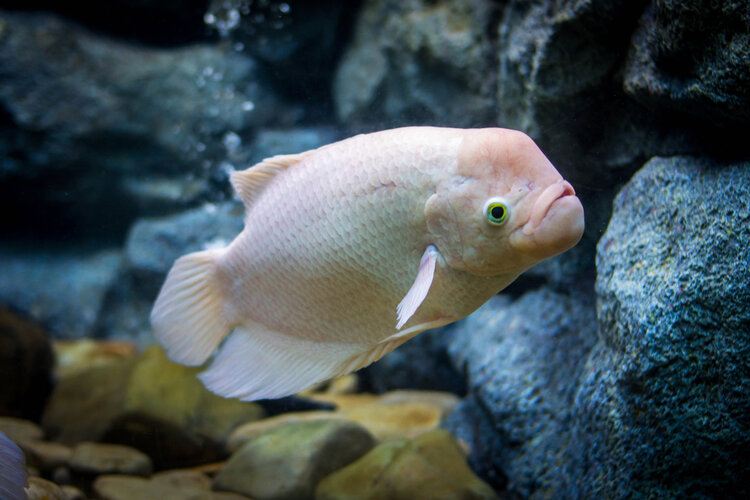 Leaf fish care sale