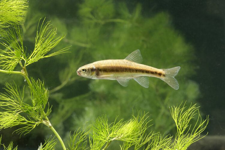 What Do Minnows Eat?, Minnows Diet by Types