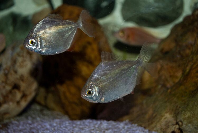 A silver dollar fish pair