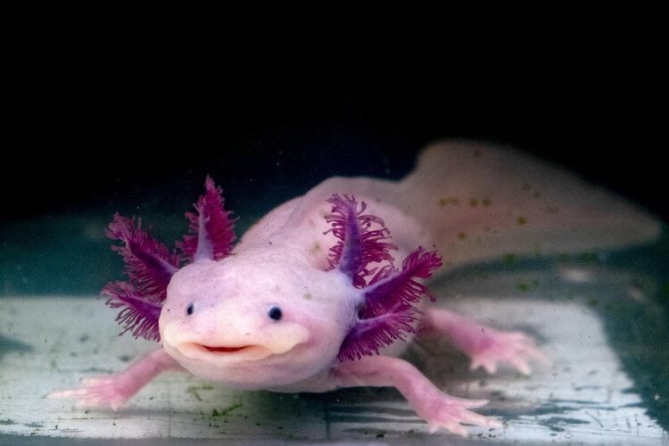 Why is My Axolotl Not Eating  