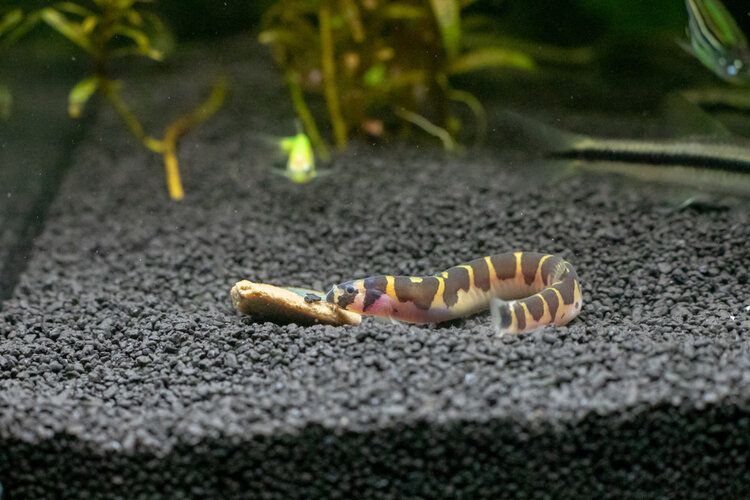 kuhli loach