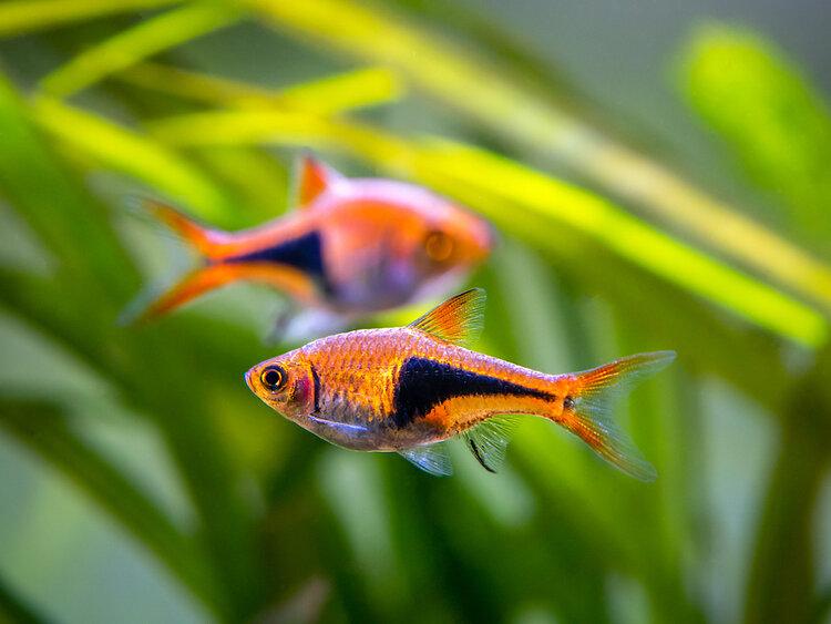 pregnant neon tetra eggs