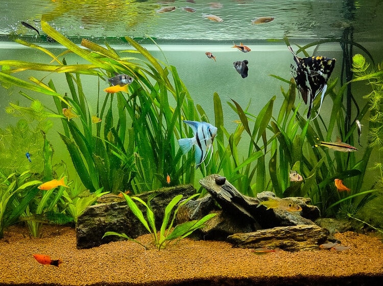 platy and others in tank