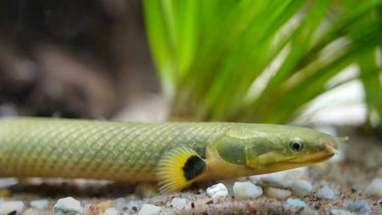 reedfish eel