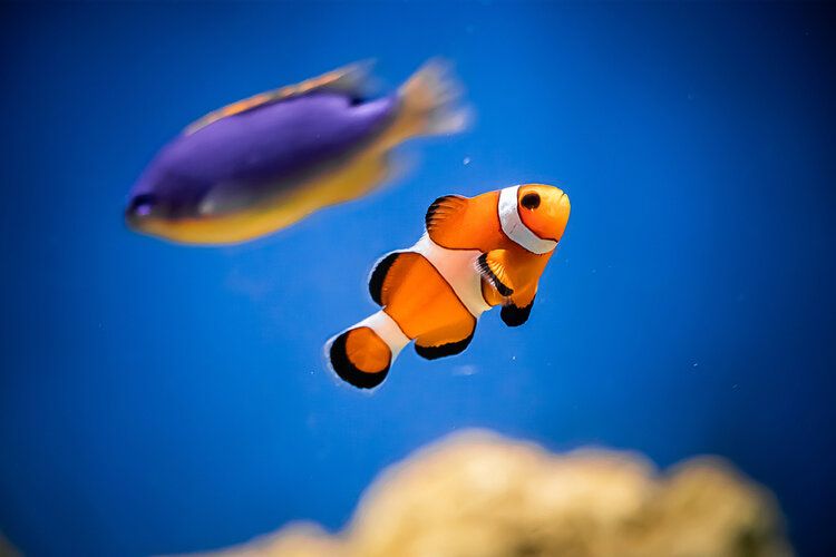 clown fish with other fish