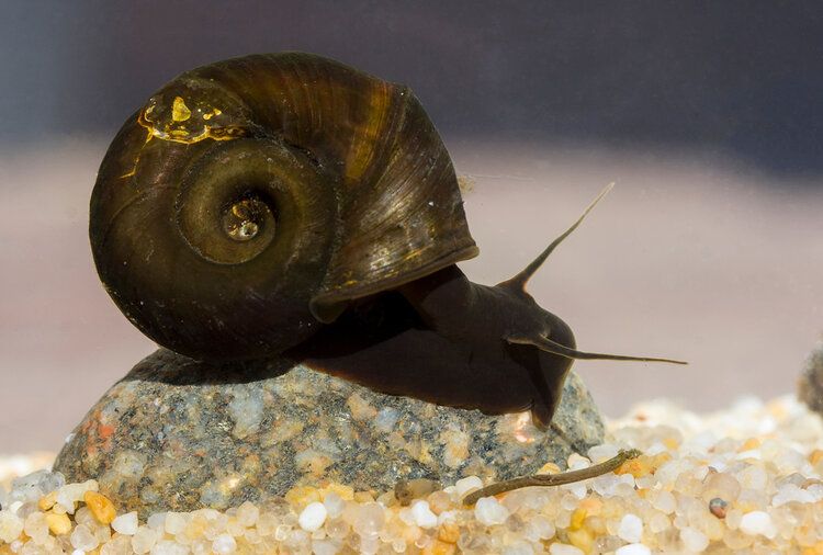 freshwater snail