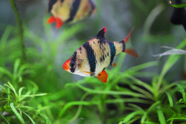 tiger barb