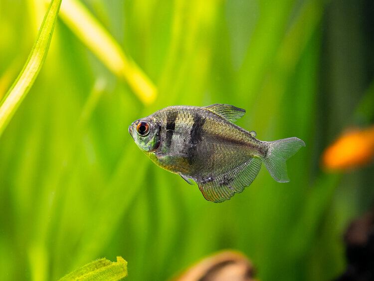 pregnant neon tetra eggs