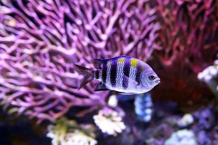 african cichlid