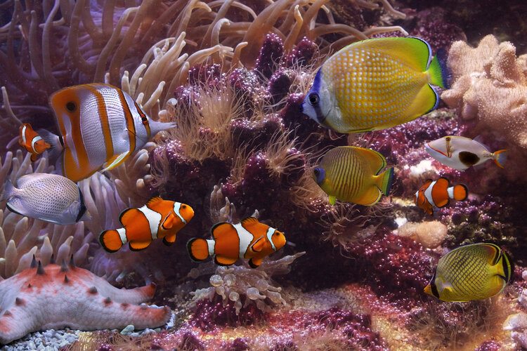 clown fish with tropical fish