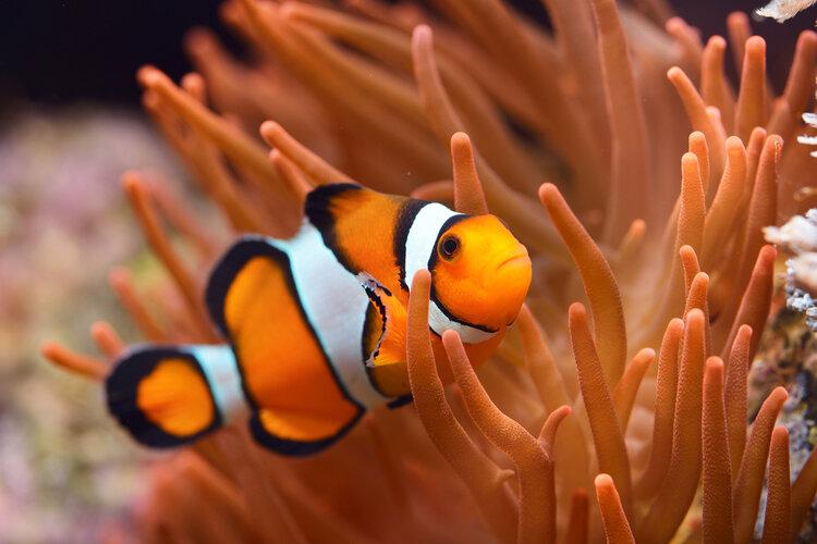 clown fish