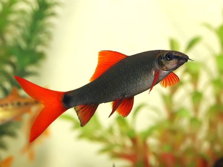 red tailed shark