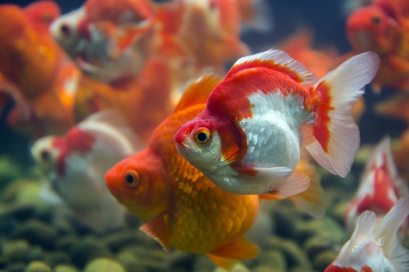 ryukin goldfish in tank