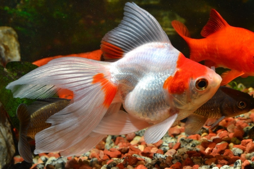 ryukin goldfish