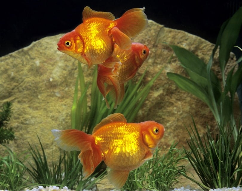 How Much Does Aquarium Maintenance Cost?