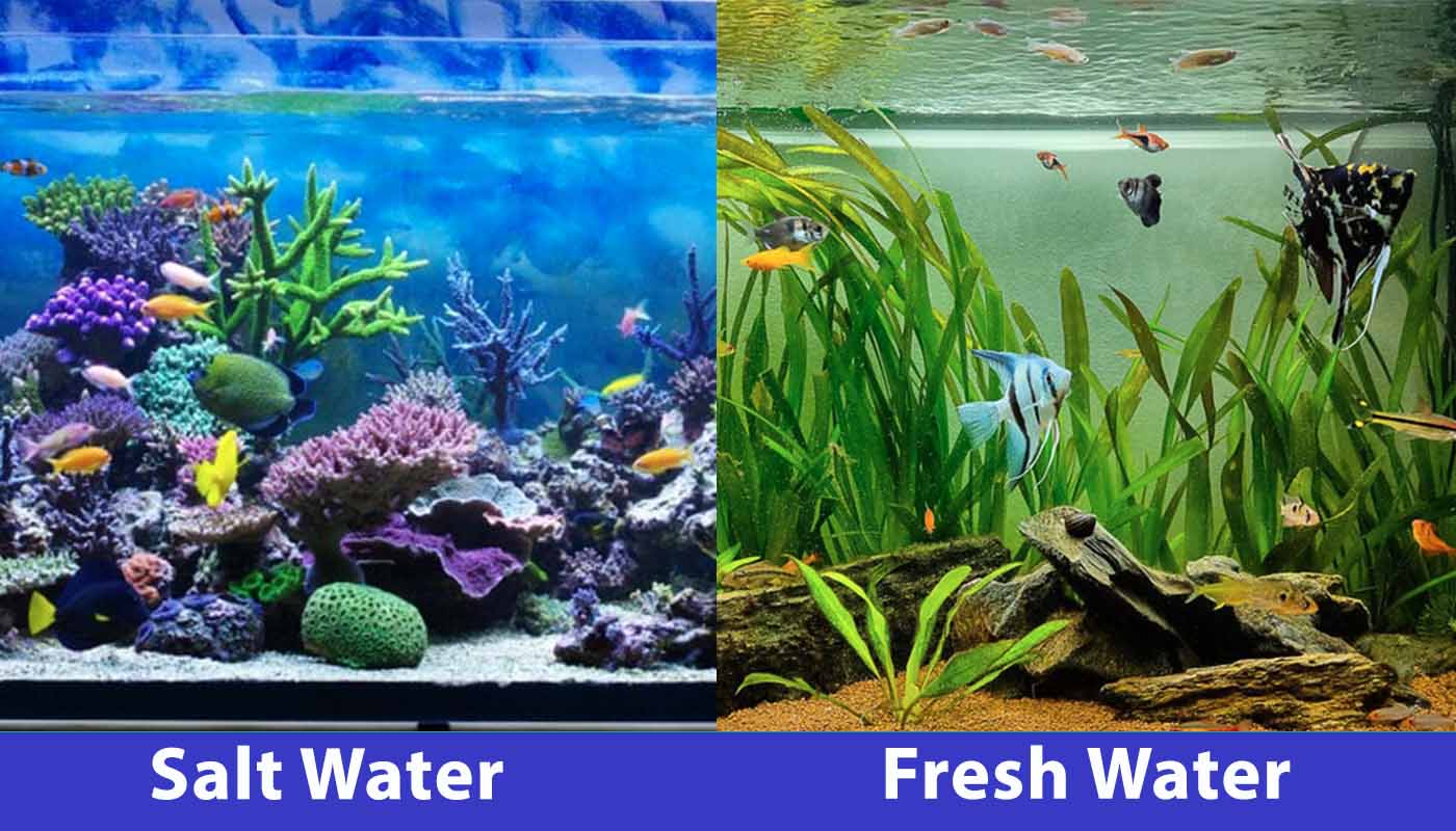 Saltwater vs Freshwater Aquarium: Pros Cons (with Pictures) | Hepper