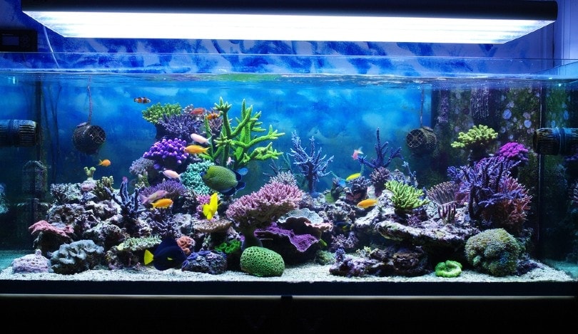 A saltwater aquarium tank