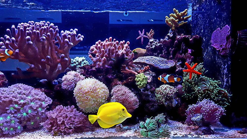 saltwater aquarium with fish and plants