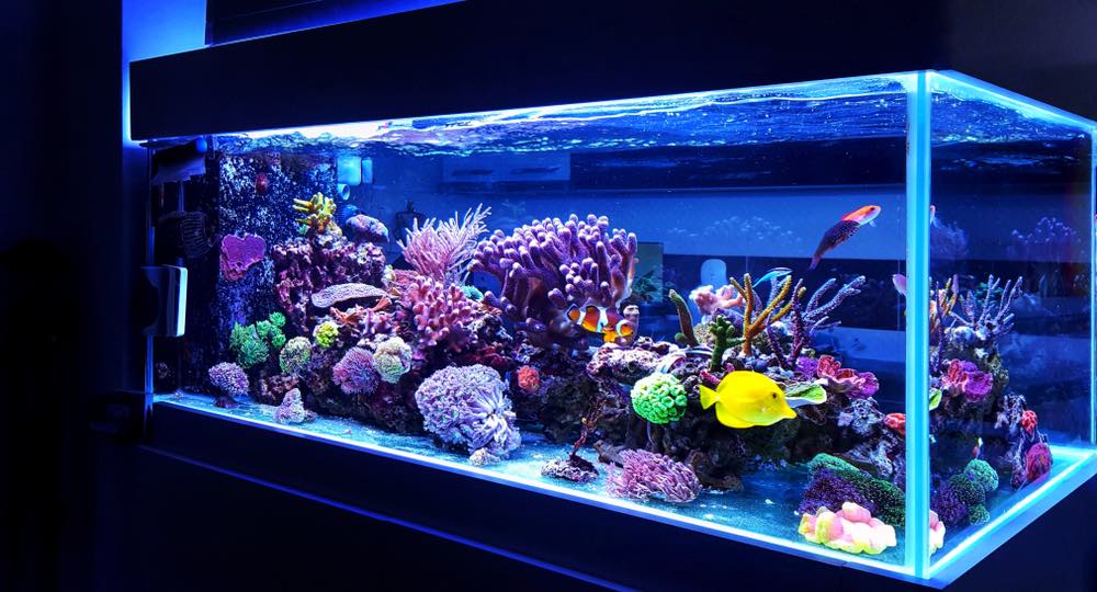Bể cá cảnh san hô nước mặn tại nhà trang trí sống động đẹp nhất
