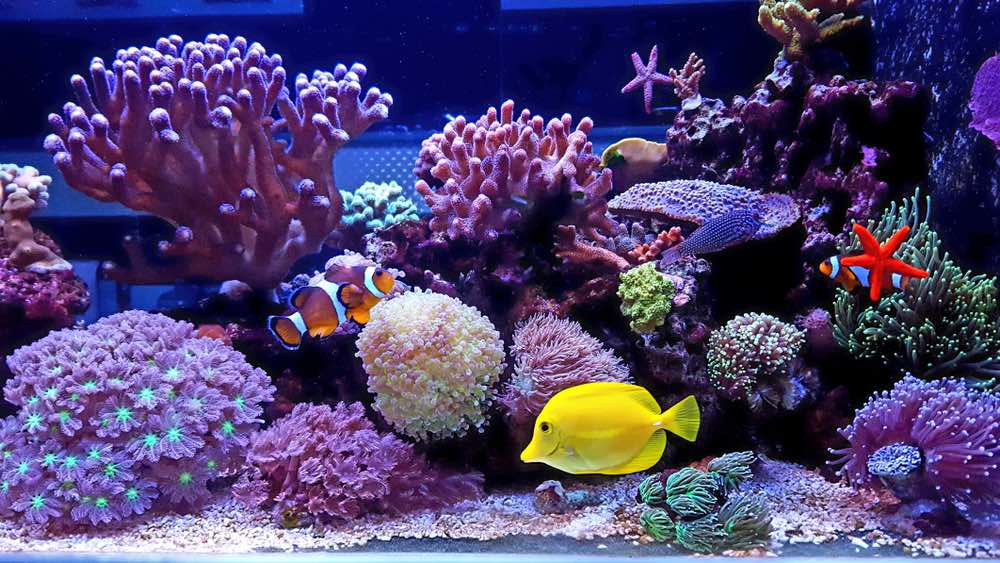 saltwater tank clownfish tropical fish coral
