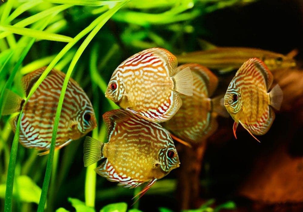 school of red and yellow discus