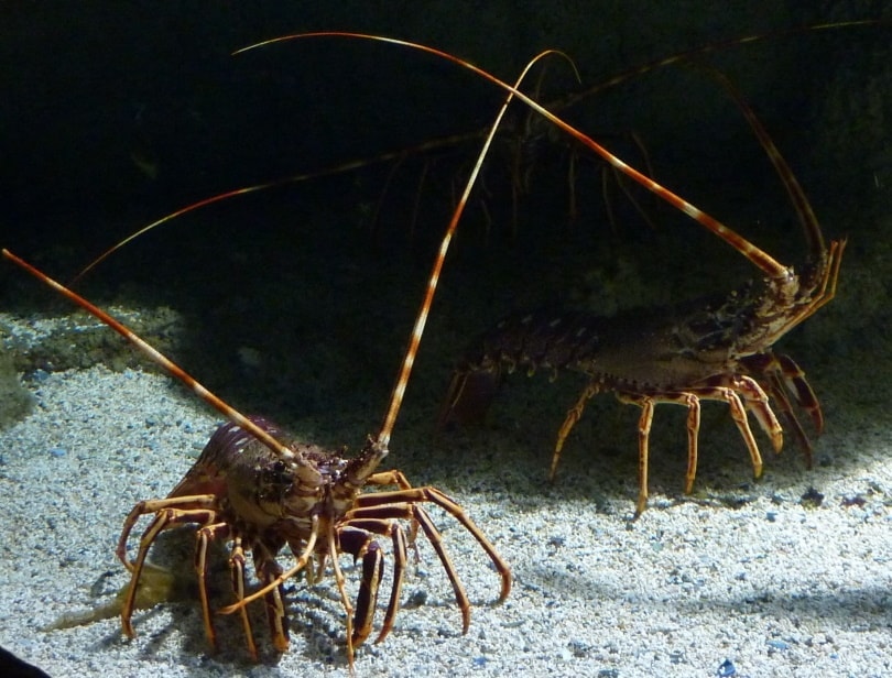 sea lobster in sand