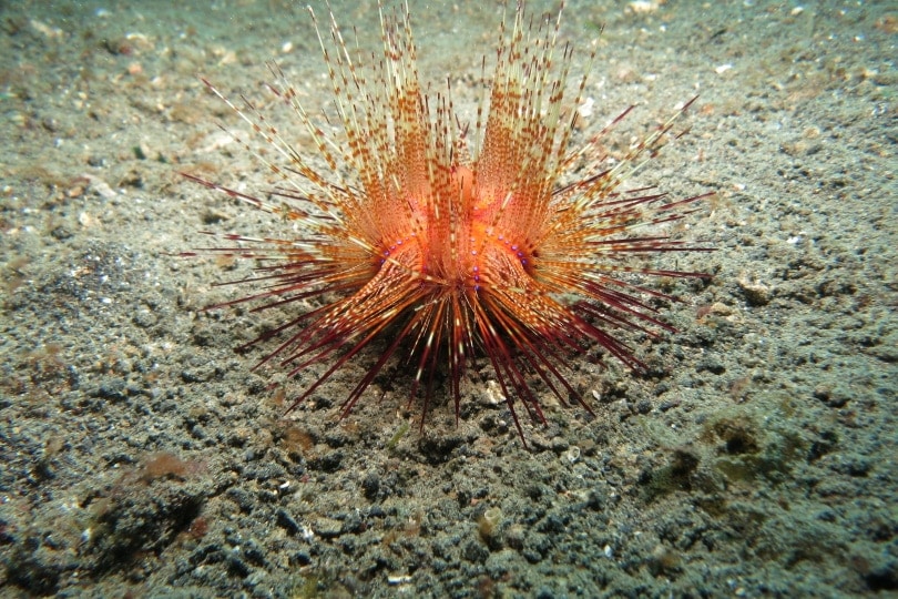 sea urchin in sand underwater