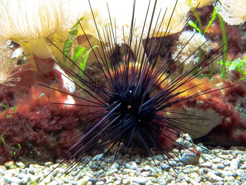 sea urchin underwater